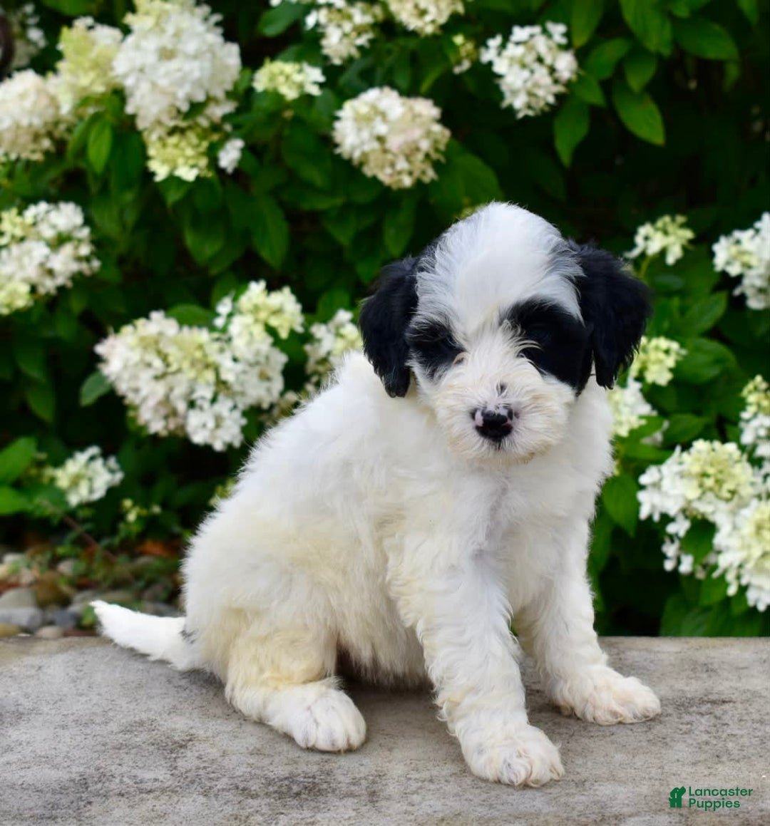Portuguese Water Dog dogs for sale: Portuguese Water Dog 5 puppies - Image 4