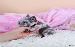 French Bulldog dogs for sale: Daisy - Image 3