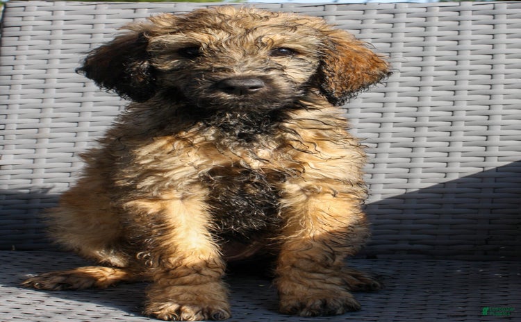 Goldendoodle dogs for sale - Ad 3
