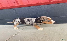 Beaglier dogs for sale: Anthony - Image 5