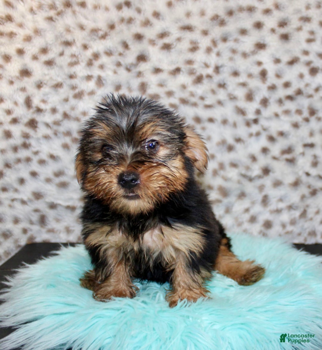 Yorkshire Terrier dogs for sale: Tatum - Image 5