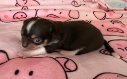 Chihuahua dogs for sale: Fancy Stance - Image 20