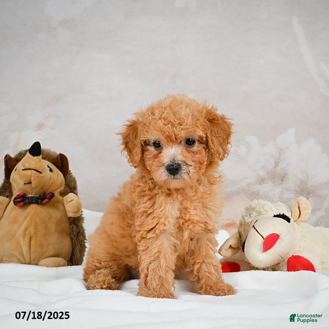 Bichpoo dogs for sale: Deborah - Image 7