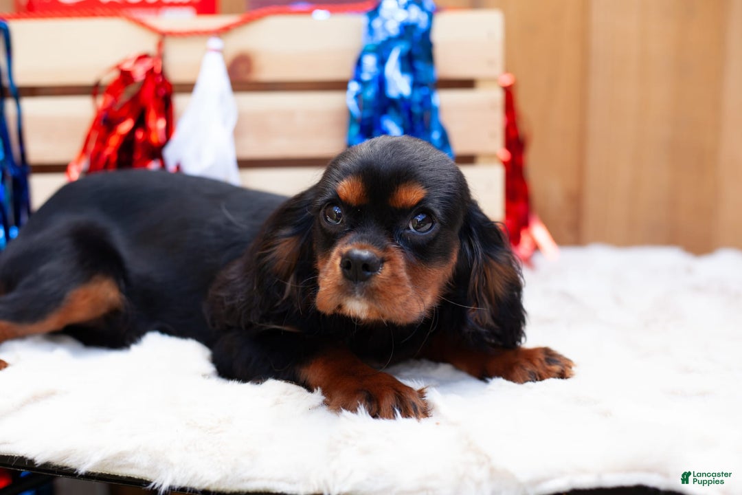 Cavalier King Charles Spaniel dogs for sale: Dylan - Image 2