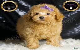 Toy Poodle dogs for sale: Pixie - Image 4