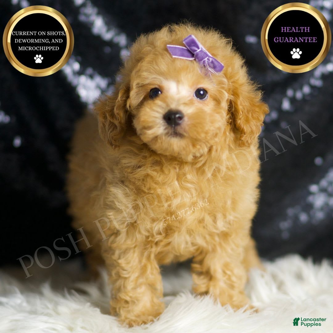 Toy Poodle dogs for sale: Pixie - Image 4