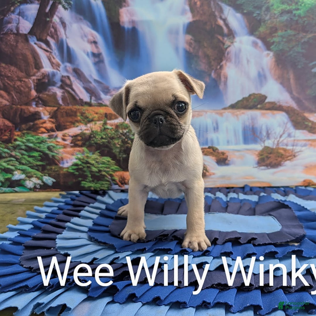 Pug dogs for sale: Wee Willy Winkie - Image 1