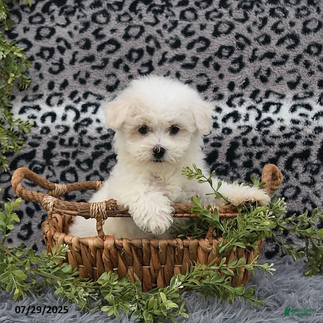 Havanese dogs for sale: Carmen - Image 7