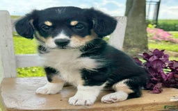 Welsh Corgi Pembroke dogs for sale: Welsh Corgi (Pembroke) 5 puppies - Image 23