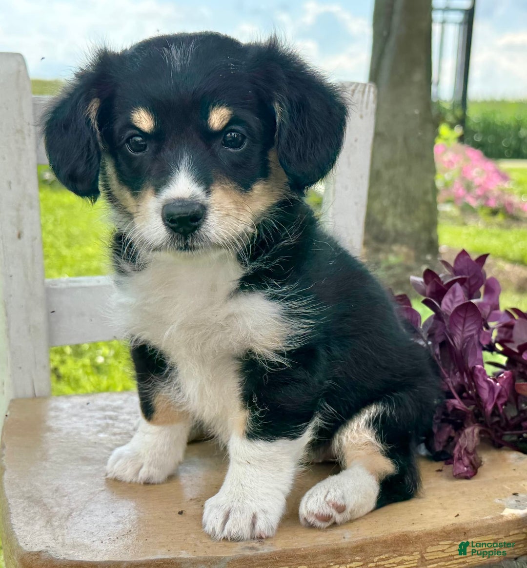 Welsh Corgi Pembroke dogs for sale: Welsh Corgi (Pembroke) 5 puppies - Image 23