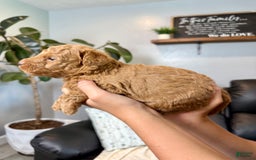 Mini Goldendoodle dogs for sale: Tobi - Image 4