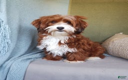 Havanese dogs for sale: Blake - Image 12