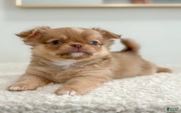 Chihuahua dogs for sale: Snickers - Image 24