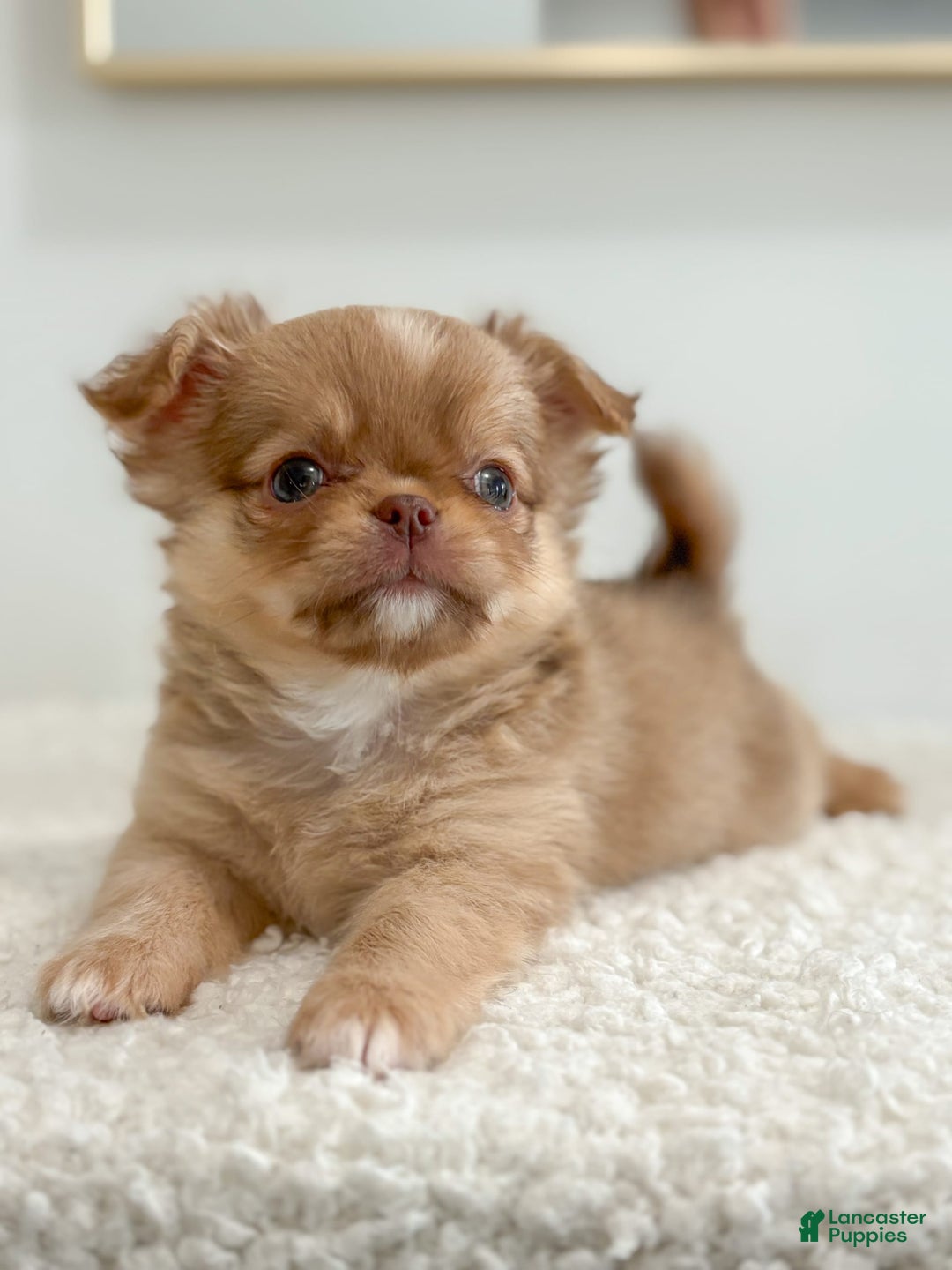 Chihuahua dogs for sale: Snickers - Image 24