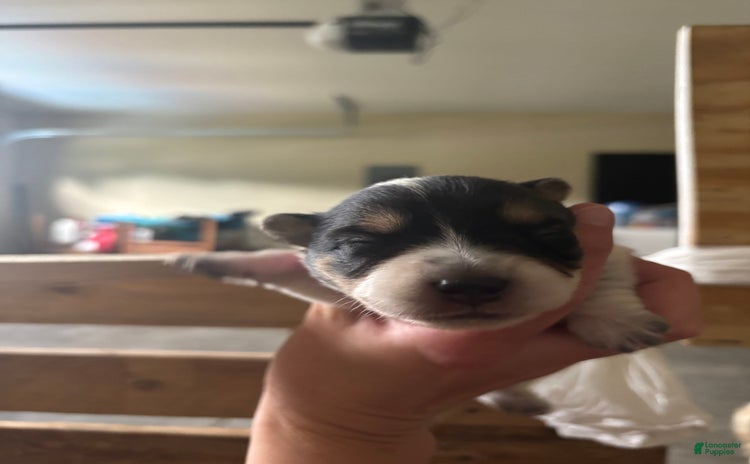 American Corgi dogs for sale - Ad 1