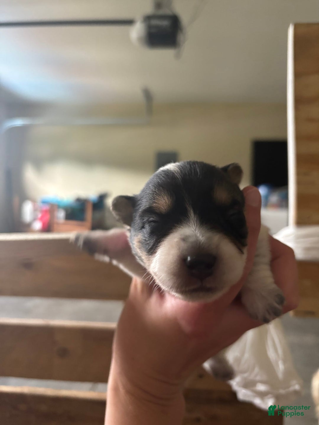 American Corgi dogs for sale: Pink - Image 1