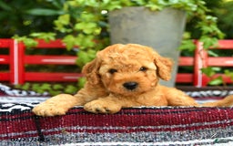 Mini Goldendoodle dogs for sale: Champ - Image 4