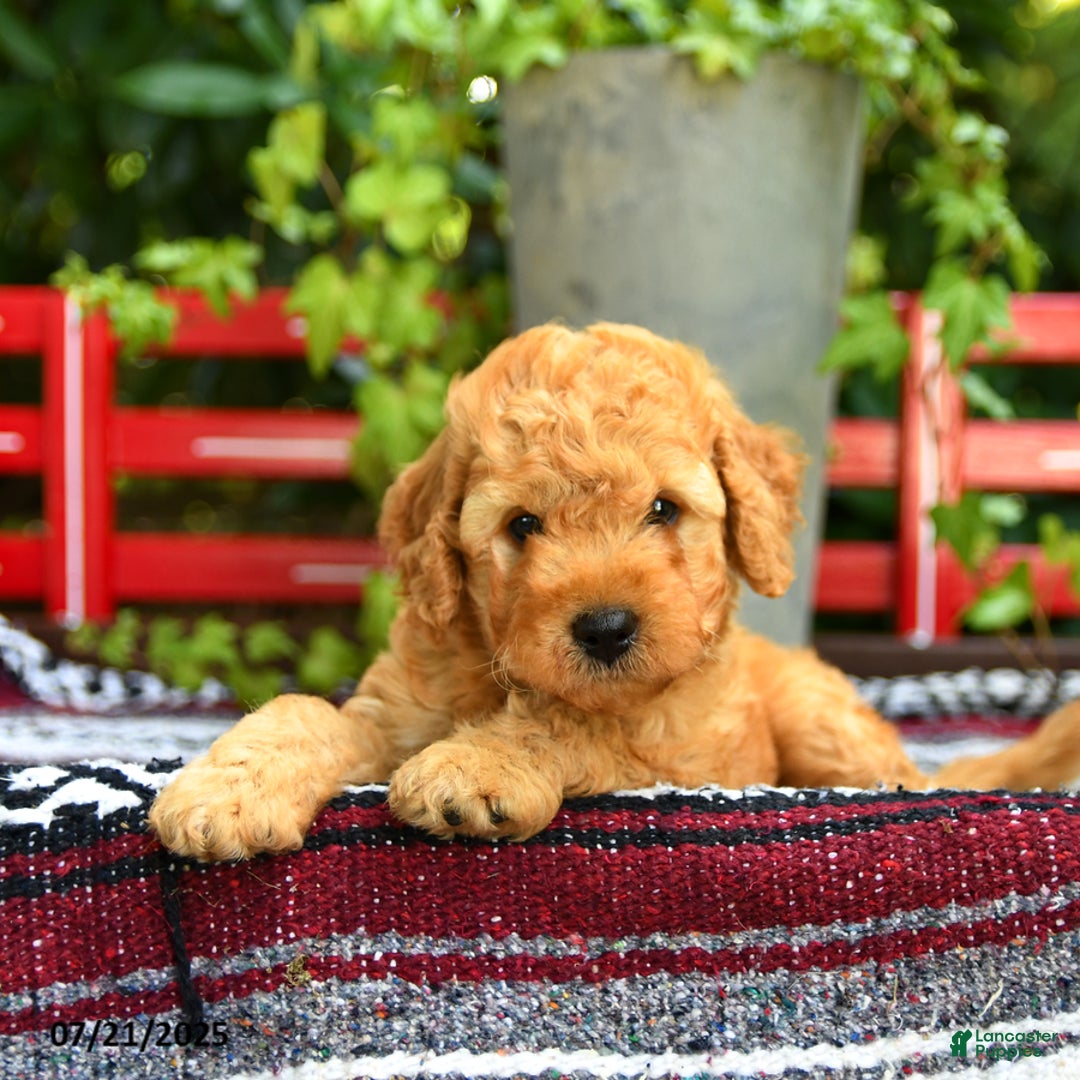 Mini Goldendoodle dogs for sale: Champ - Image 4