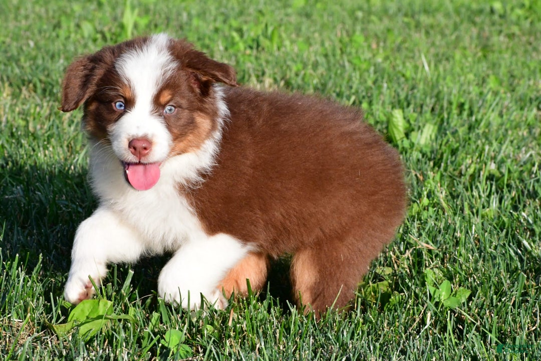 Australian Shepherd dogs for sale: Polly - Image 4