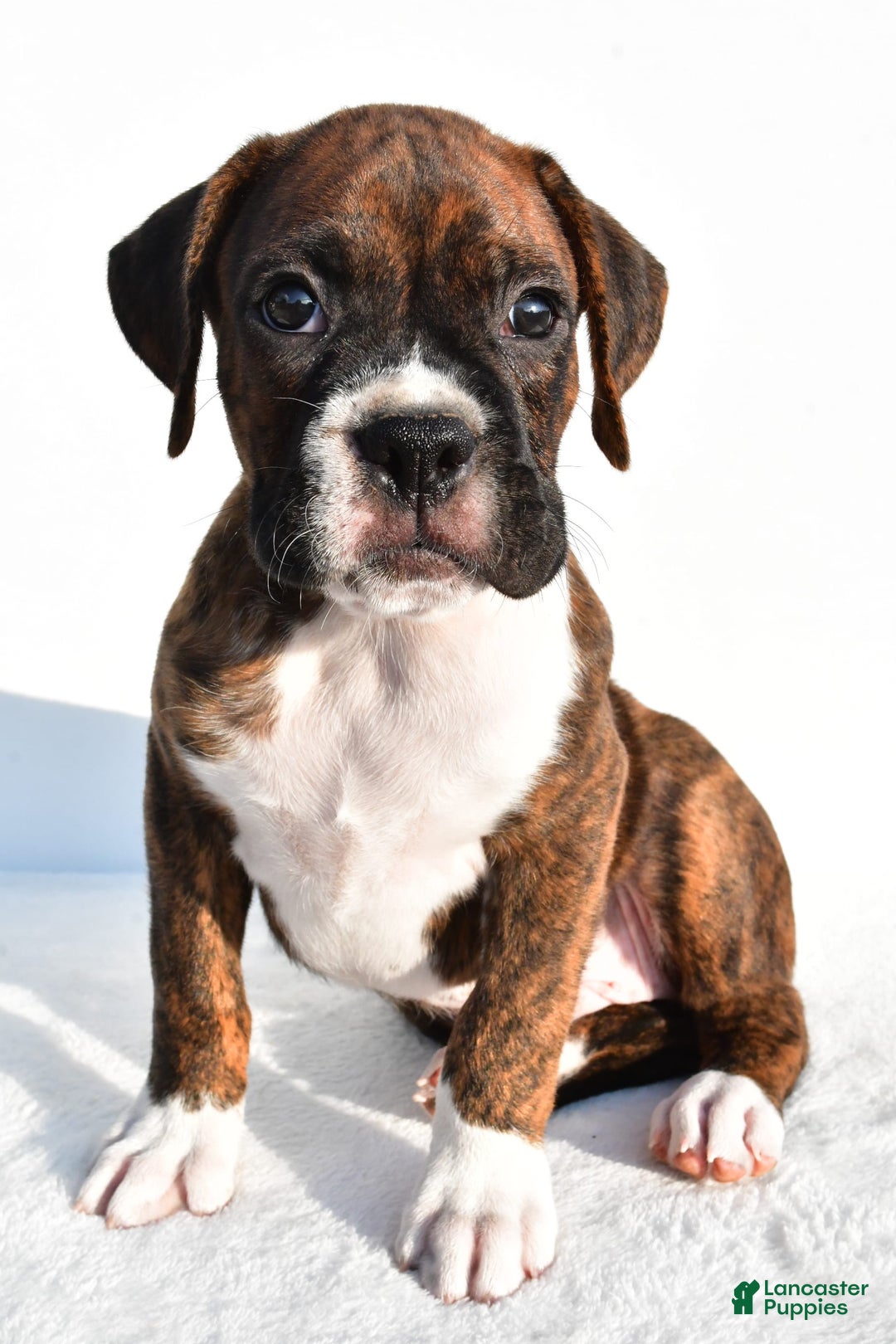 Boxer dogs for sale: Max - Image 1