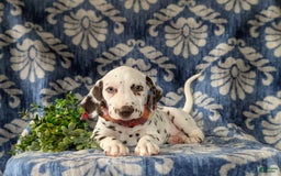 Dalmatian dogs for sale: Langley Liver - Image 2