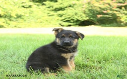 German Shepherd dogs for sale: German Shepherd 8 puppies - Image 22