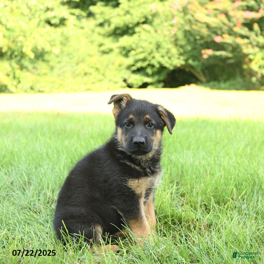 German Shepherd dogs for sale: German Shepherd 8 puppies - Image 22