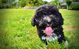 Havapoo dogs for sale: Echo - Image 6