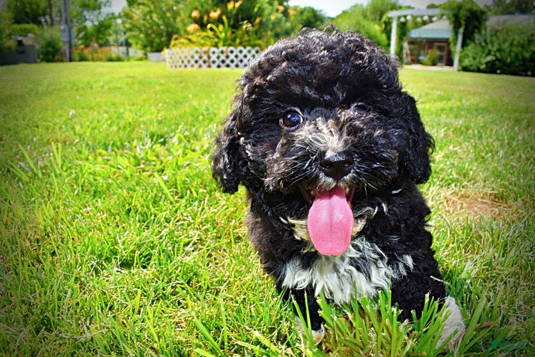 Havapoo dogs for sale: Echo - Image 6