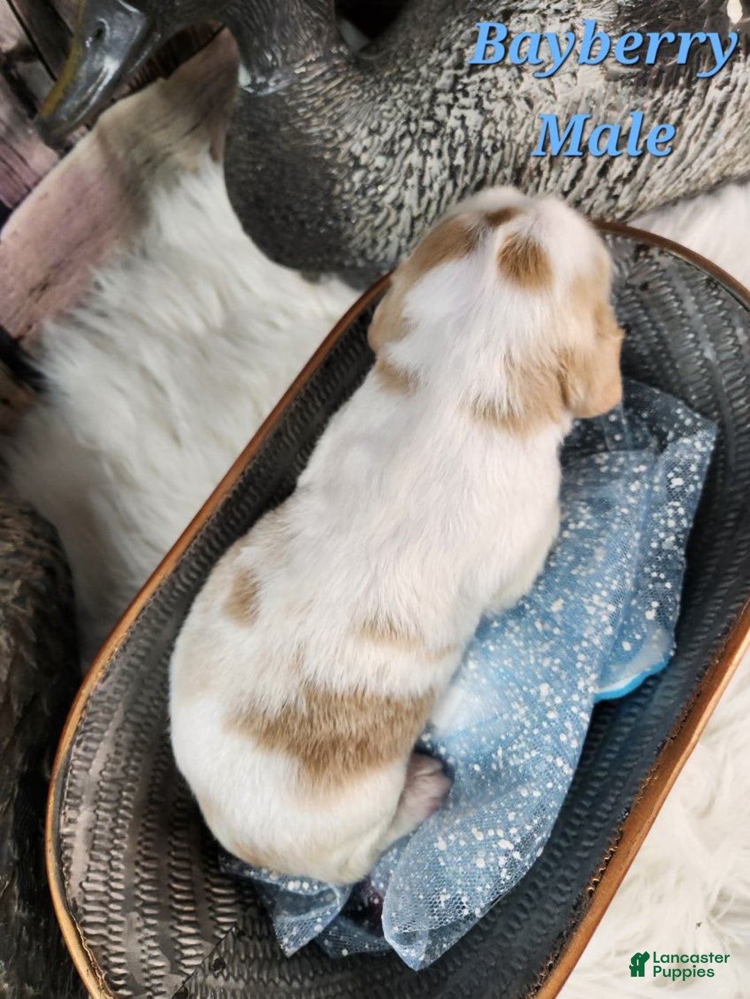 English Springer Spaniel dogs for sale: Bayberry - Image 1