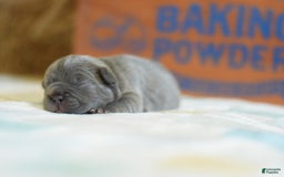 French Bulldog dogs for sale: Brown collar - Image 5