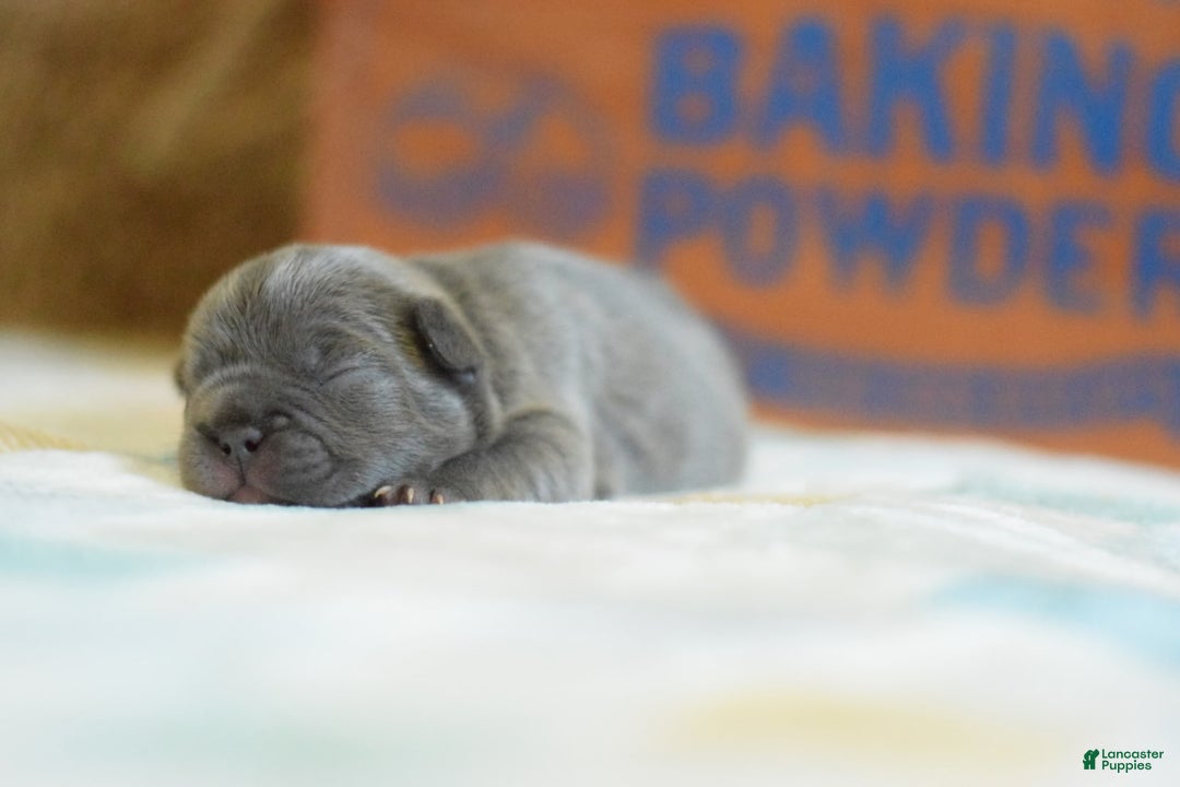 French Bulldog dogs for sale: Brown collar - Image 5