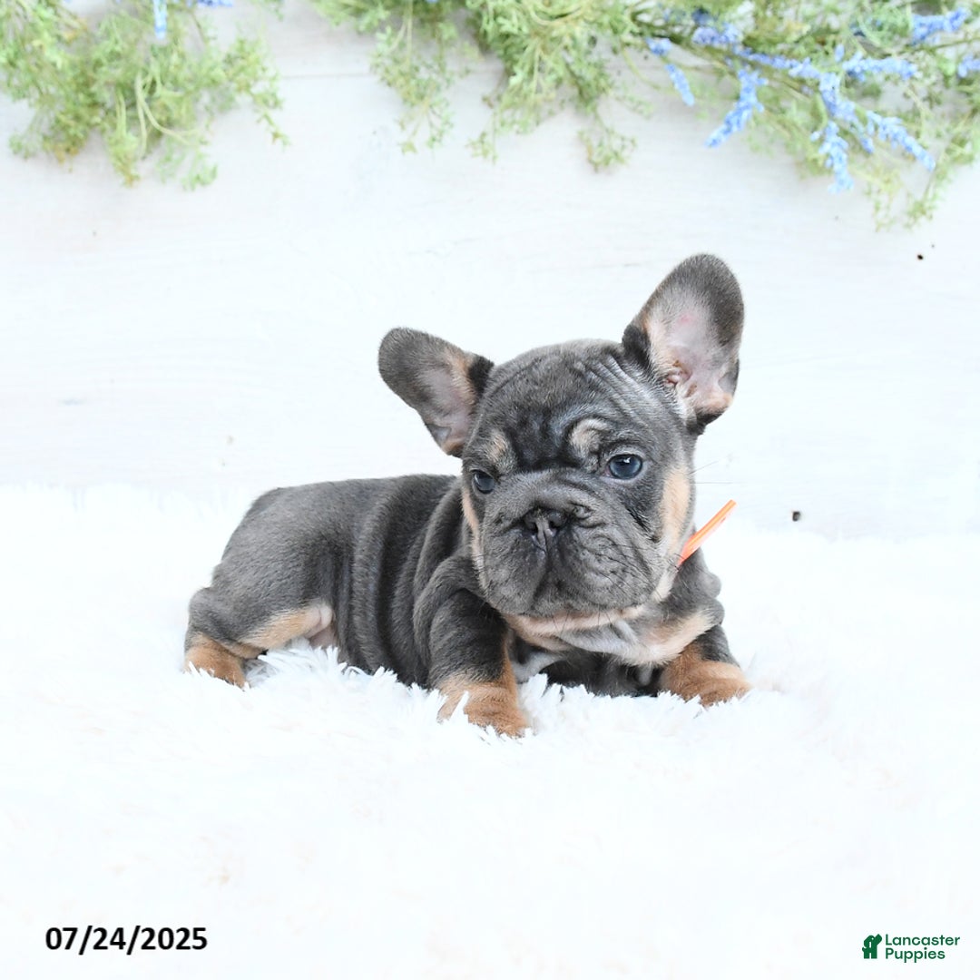 French Bulldog dogs for sale: Bella - Image 3