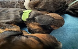 Bernedoodle dogs for sale: Green Collar Girl - Image 11