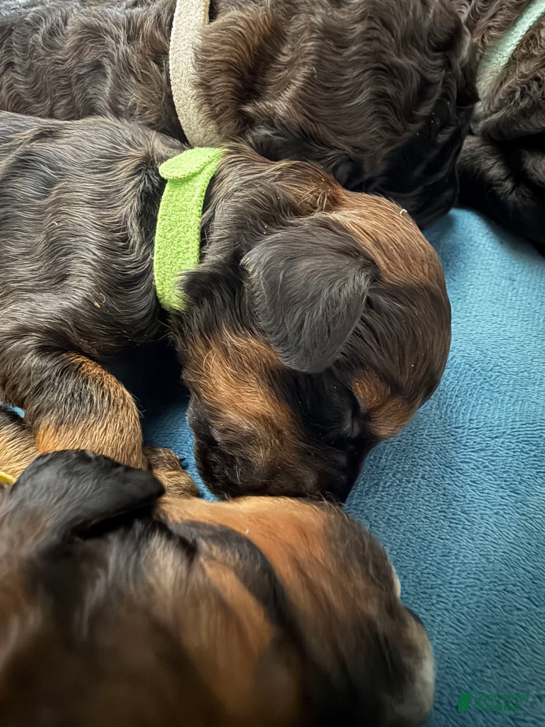 Bernedoodle dogs for sale: Green Collar Girl - Image 11