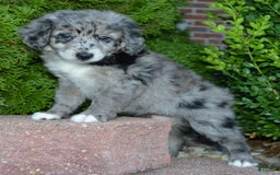 Mini Aussiedoodle dogs for sale: Mini Angel - Image 13