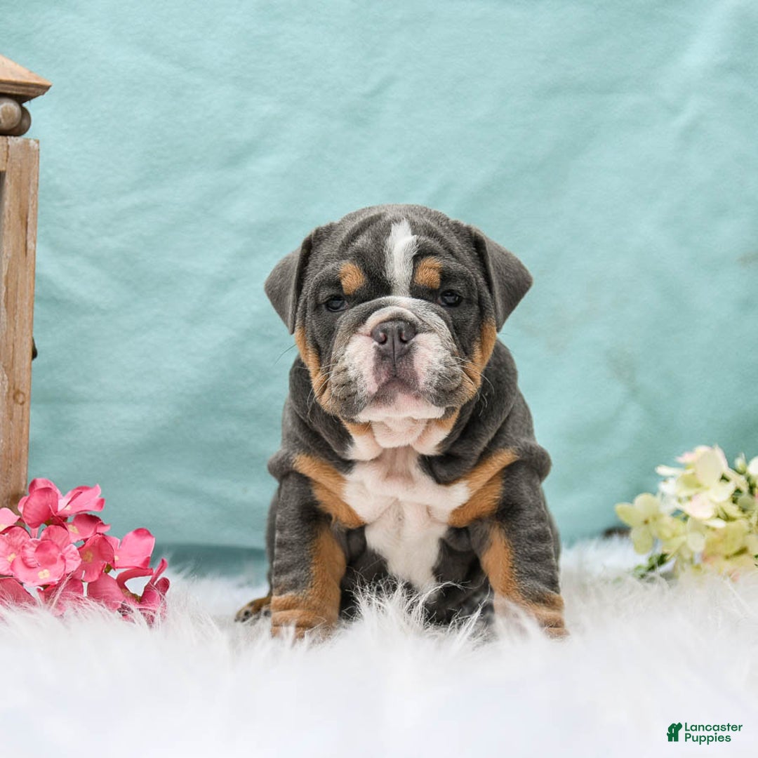English Bulldog dogs for sale: Bonnie - Image 5