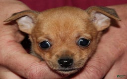 Chihuahua dogs for sale: Piper - Image 3