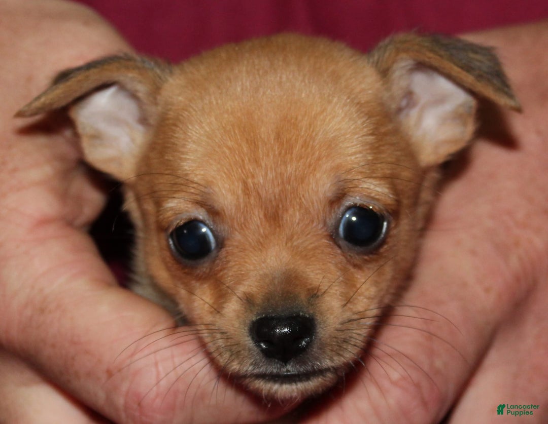 Chihuahua dogs for sale: Piper - Image 3