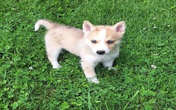 Gerberian Shepsky dogs for sale: Sparky - Image 2