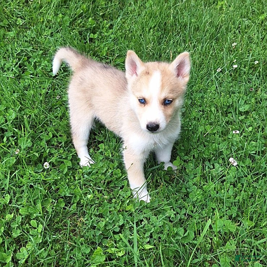 Gerberian Shepsky dogs for sale: Sparky - Image 2