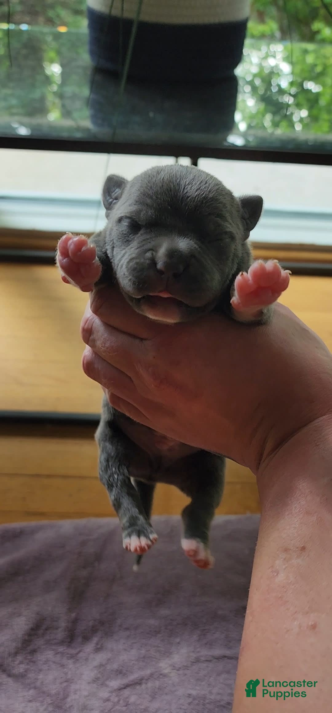 American Bully dogs for sale: Batman - Image 4