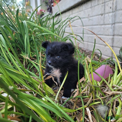 Pomeranian dogs for sale - Ad 5