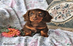 Miniature Dachshund dogs for sale: Carter - Image 1