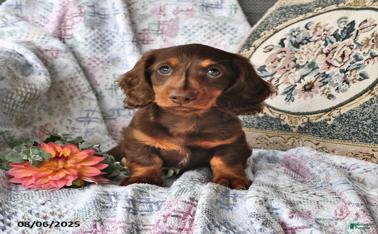 Miniature Dachshund dogs for sale - Ad 5