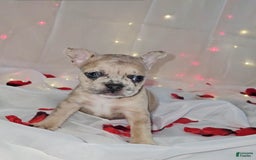 French Bulldog dogs for sale: Daphne - Image 8