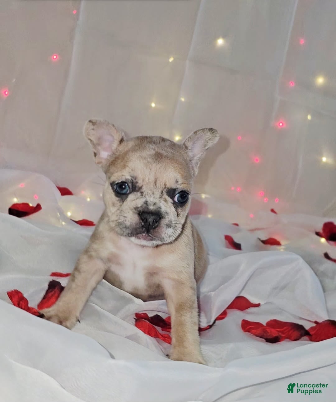 French Bulldog dogs for sale: Daphne - Image 8