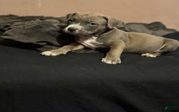 American Bully dogs for sale: Dozer - Image 9