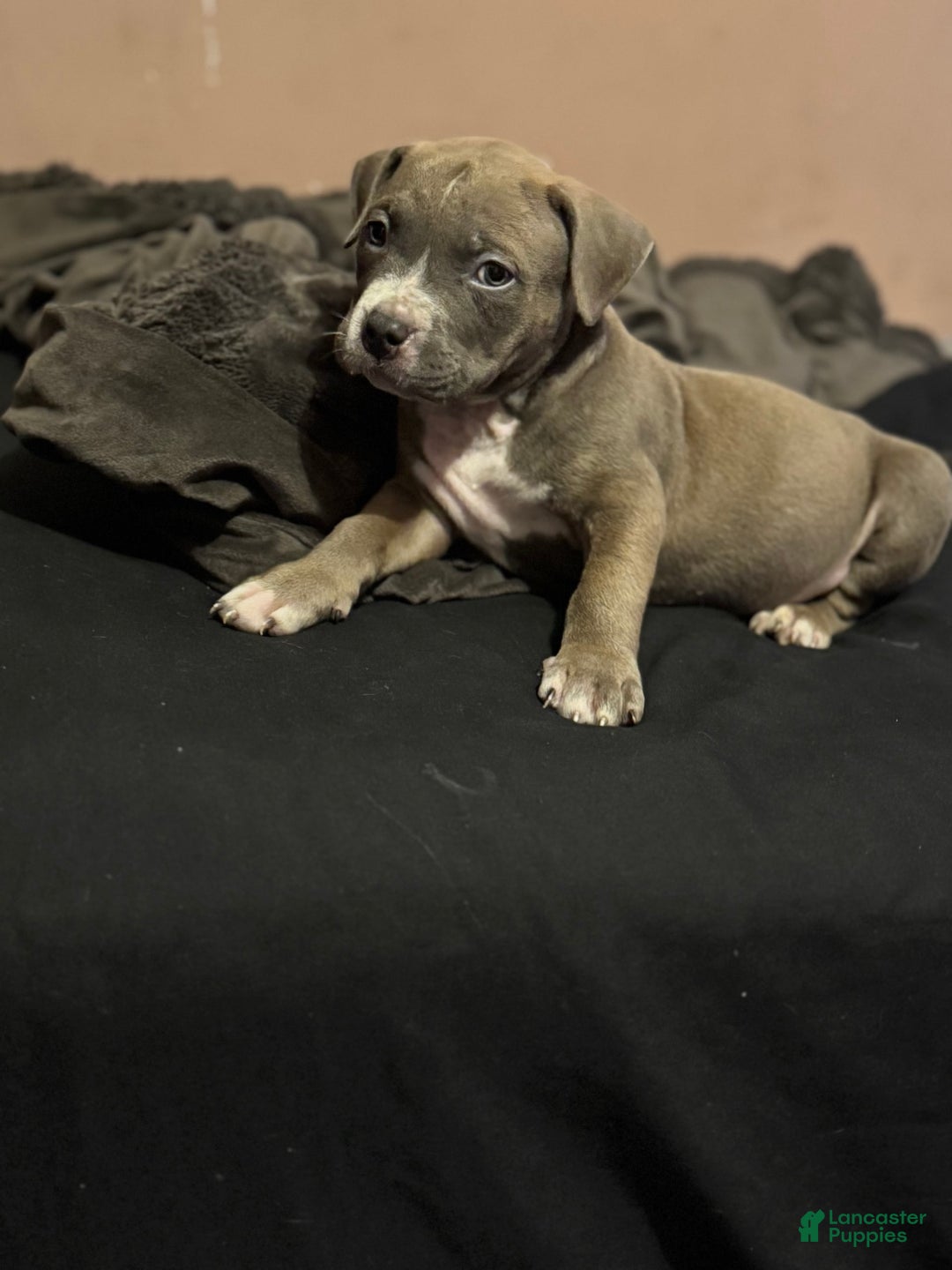 American Bully dogs for sale: Dozer - Image 9