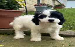 Cavapoo dogs for sale: Cookie - Image 3
